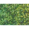 Folia holograficzna samoprzylepna. Rodzaj: dots light Green Arkusze 25x35 a 4 - Kod: 110/4/51